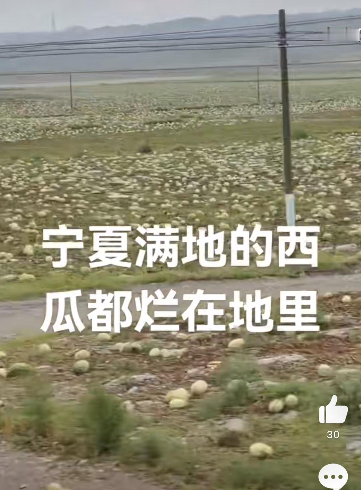 沃野千里，满是宁夏西瓜的尸体，触目惊心，西瓜滞销了。记得去年就出现过次情况，当时