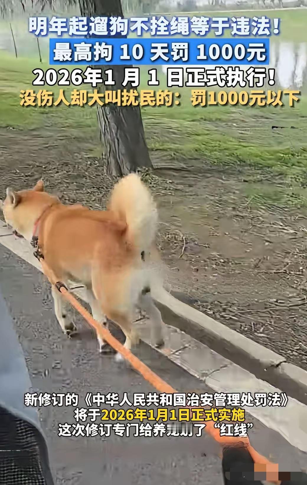 你可能不知道！

2026年1月1日起，养狗再也不是“自家私事”，管狗叫“儿子”