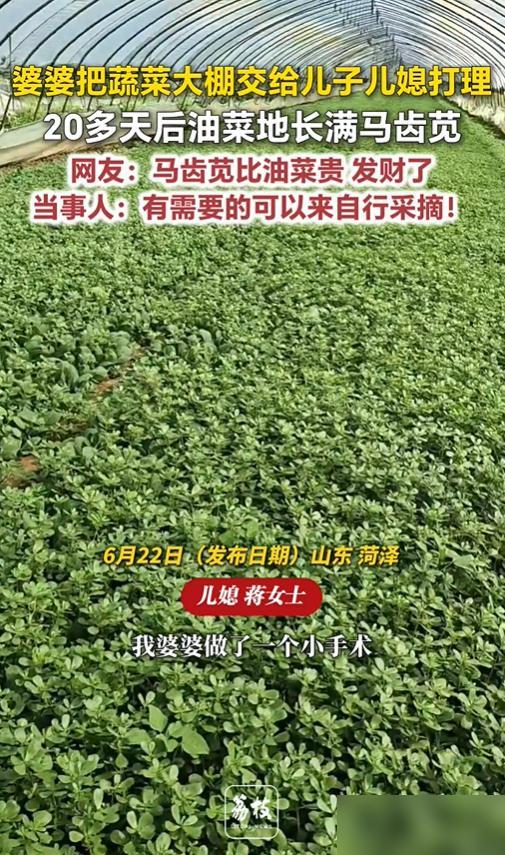 儿媳代管油菜地20天长满马齿苋，这哪是搞砸了，分明是赚了

儿媳接管油菜地20天