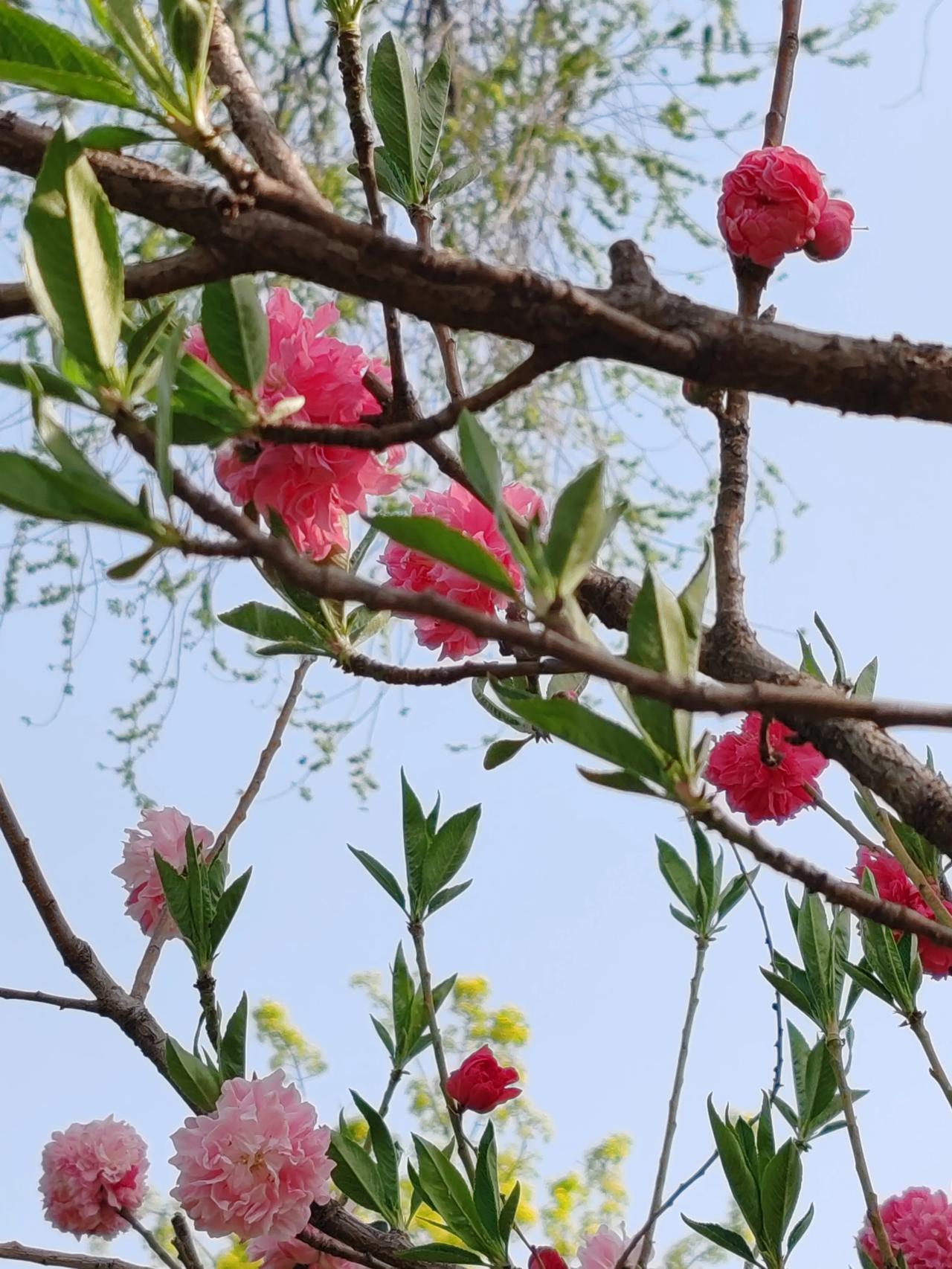 晒图笔记大赛春日随手拍。