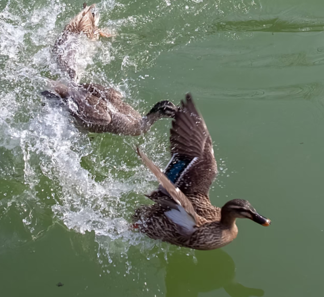 春江水暖鸭先知，你追我赶，在水花中欢畅嘻戏；或不急不缓，独享着春日的静谧。 