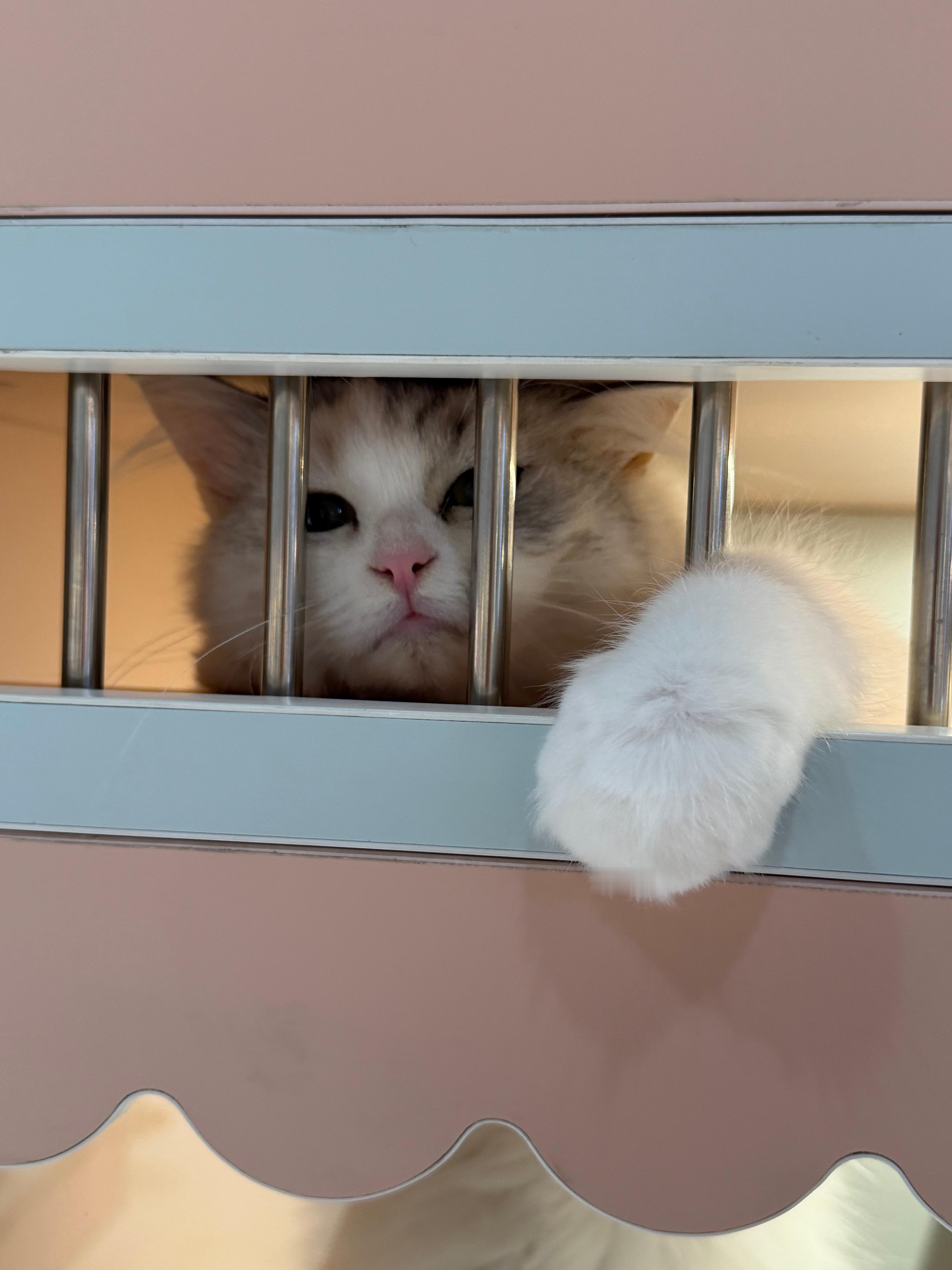 小猫总能处理人类世界的每一次下雨那谁能来救救笼子里的小猫呢 快看我昨天拍的小猫！