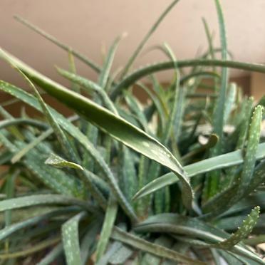 阳台角落那盆芦荟，叶子干得卷了边，颜色暗红得像生锈的铁皮。养花人出远门二十多天，