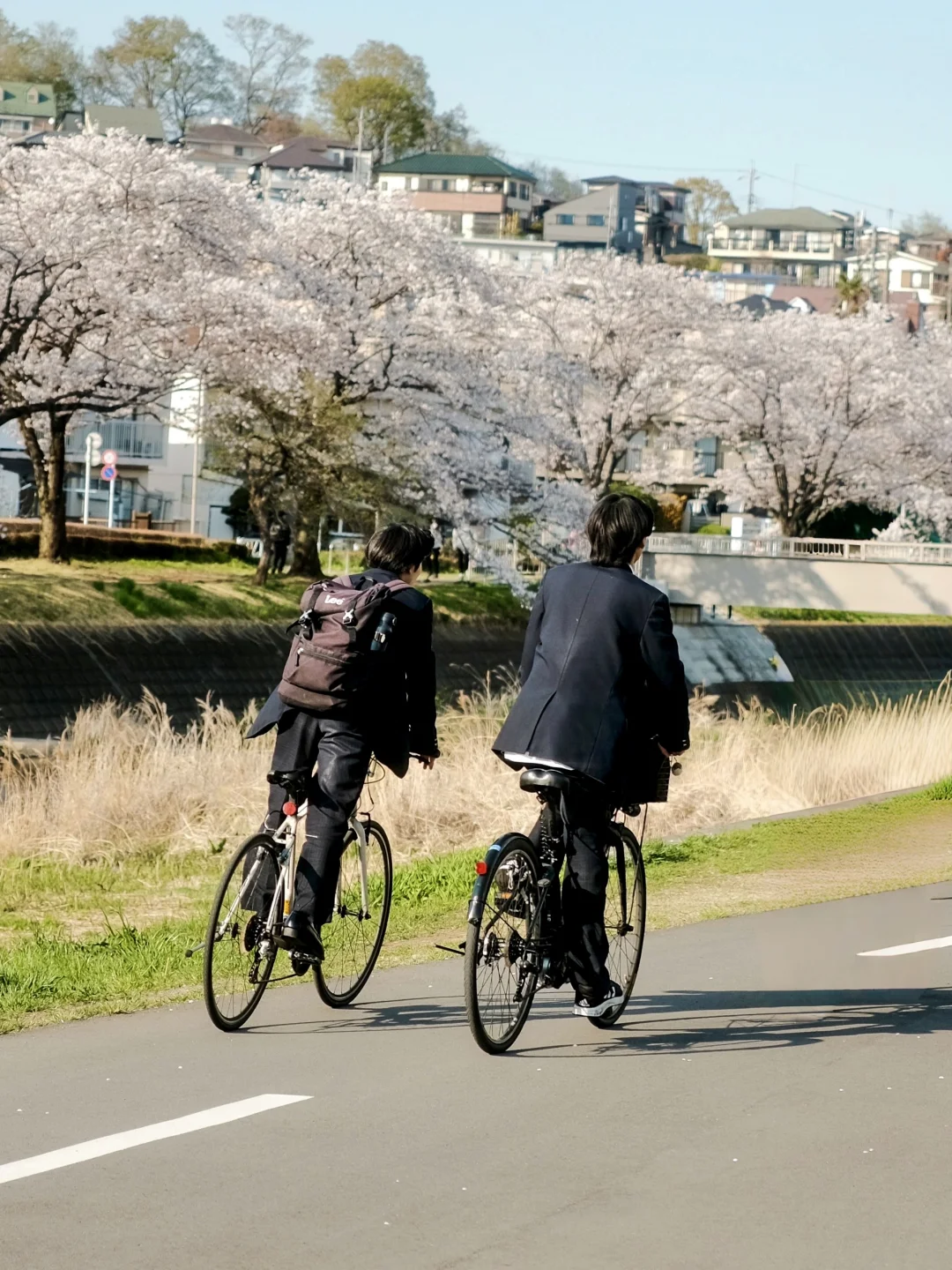 樱花季｜走进日剧里的春天