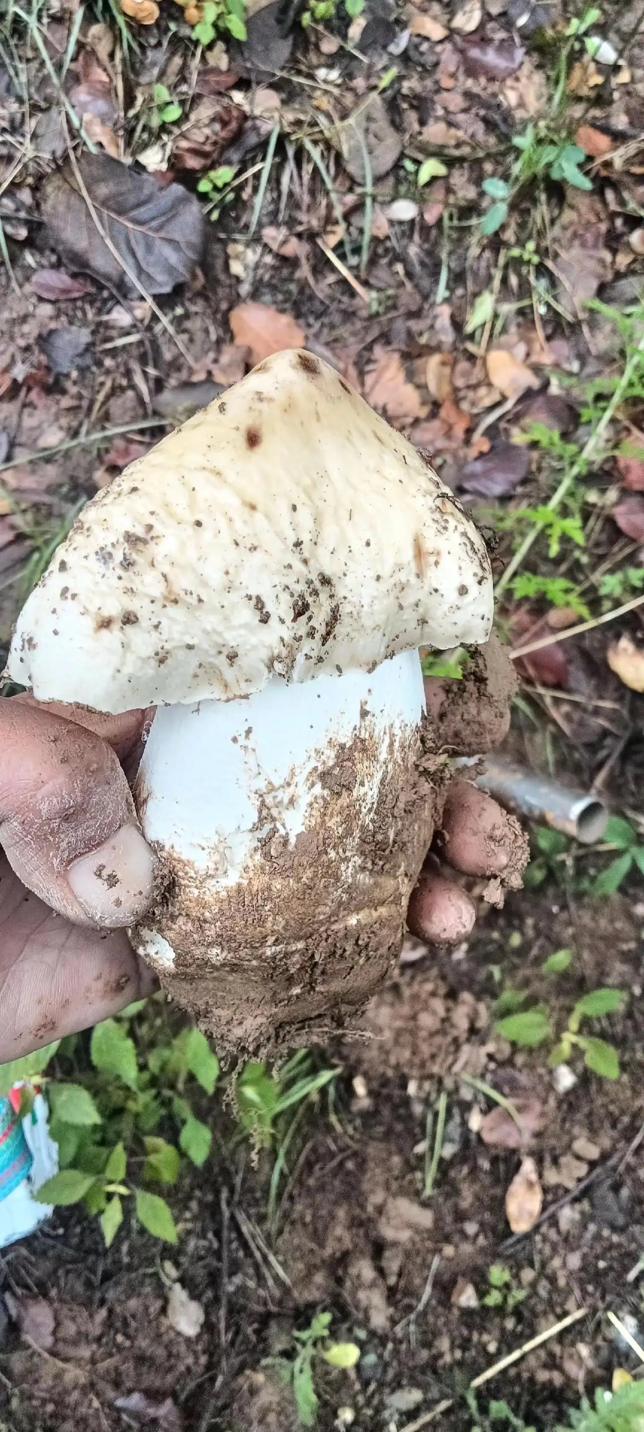 这玩意要几年的老母鸡才合适 