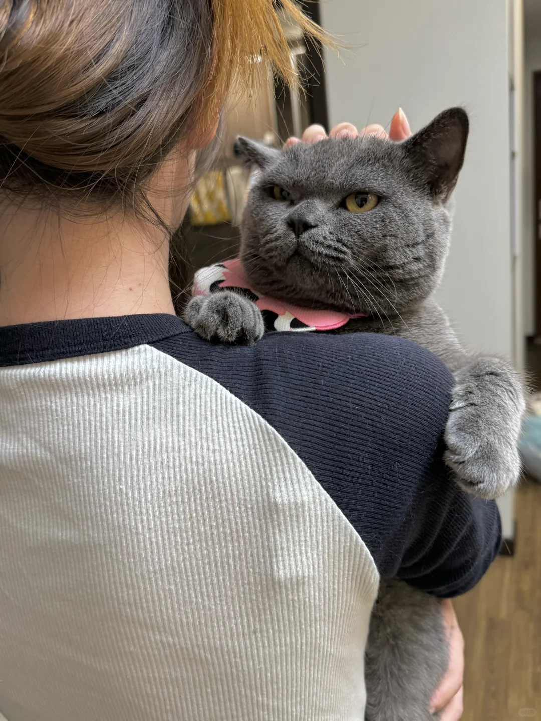 小猫咪也会有分离焦虑吗？