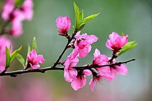 锦帐春 · 上春山感吟

雷引风云，电鞭烟雨。向深谷春山来去。雁成双，花满树，喜