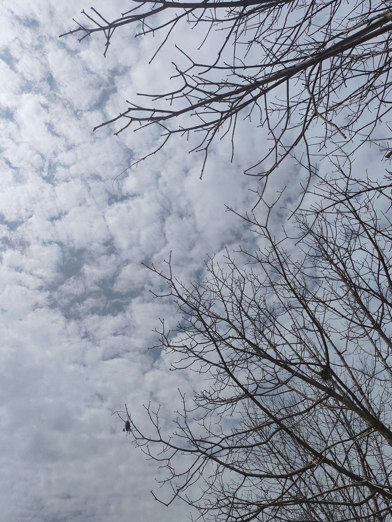 可以分享一张你拍的天空美照吗抬头撞见满枝疏影，云絮漫过晴空。枯木虽无花叶，却以最