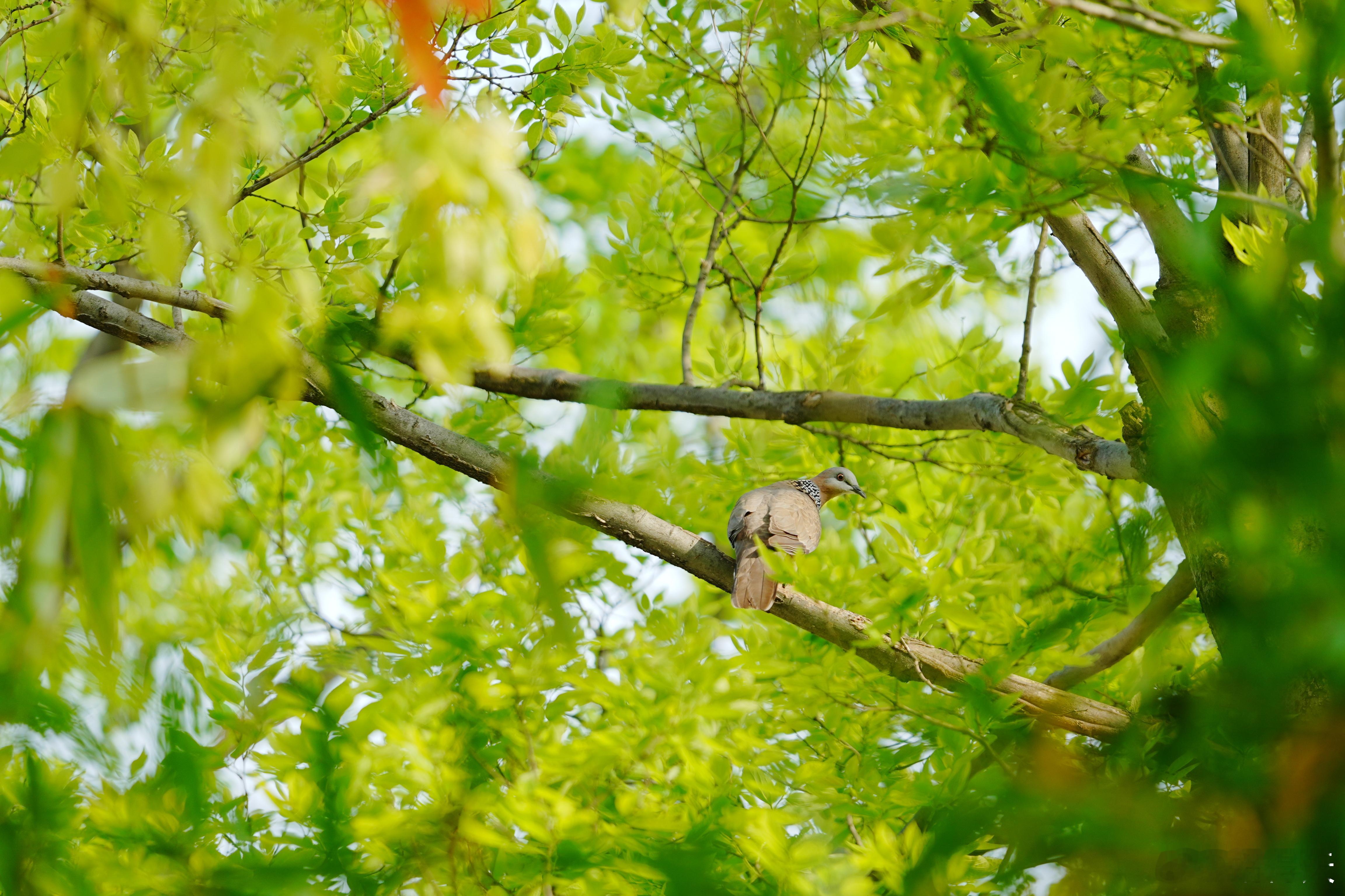 你好呀，珠颈斑鸠蜗的摄影日记 观鸟