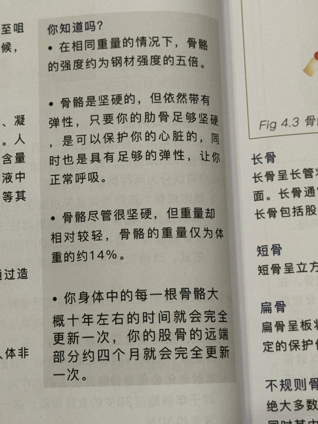 骨骼也决定了人体的基本形态！