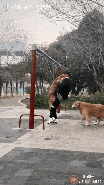 大爷这一下摔的不轻，大爷太爱大金毛了，一点都不爱自己，大爷也低估了大金毛的体重，