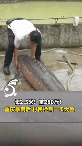 “万万没想到！”重庆暴雨刚停，一个村民出来溜达，刚好看见河边一个黑乎乎的东西，村