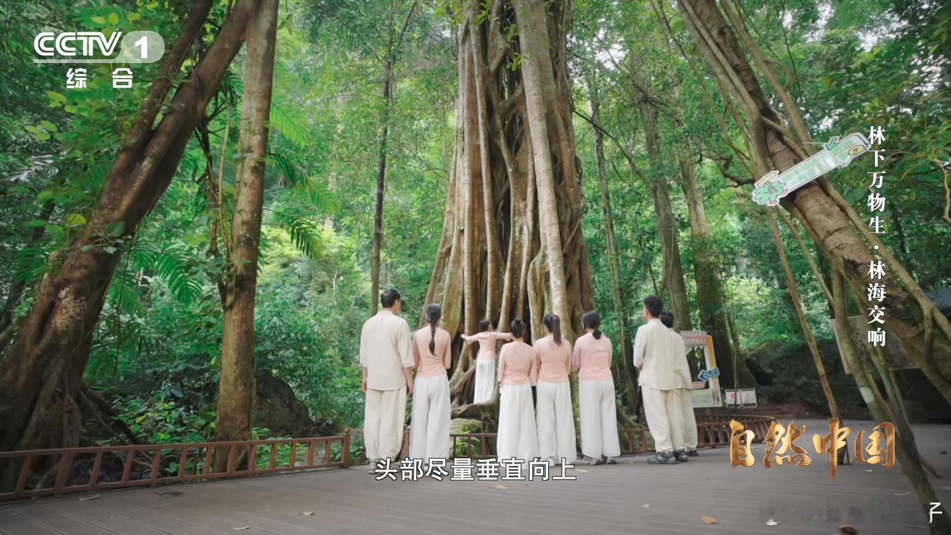 原来抱树的好处这么多西双版纳勐远仙境的林下疗愈太让人向往了，有森林康养师专业带领