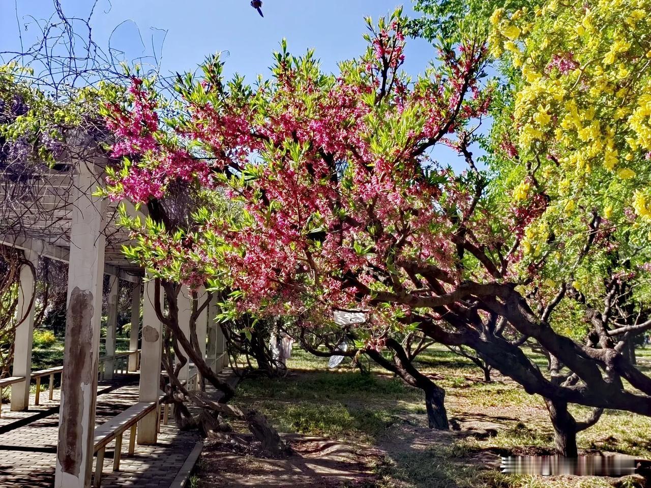 今早送宝宝上学后，我就去田老师红烧肉吃早餐，前些日子抖音直播间团的早餐券，一个茶