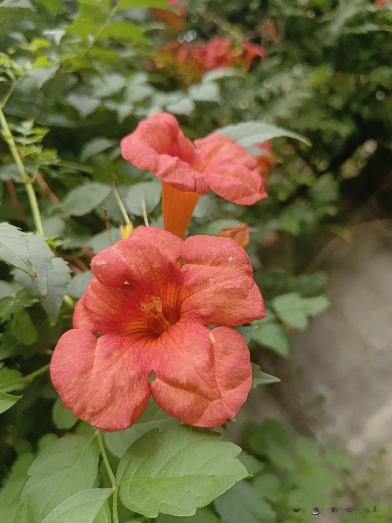 红花绿叶映，芳香扑鼻来。汉中秋日里的凌霄花。