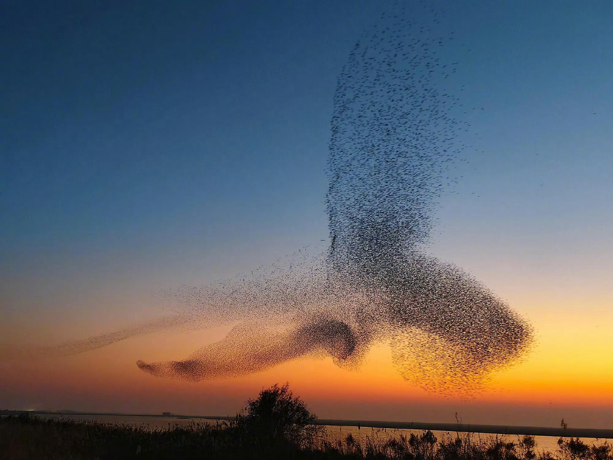 北冥有鱼竟然是真的好多鸟啊 （图源网络） 