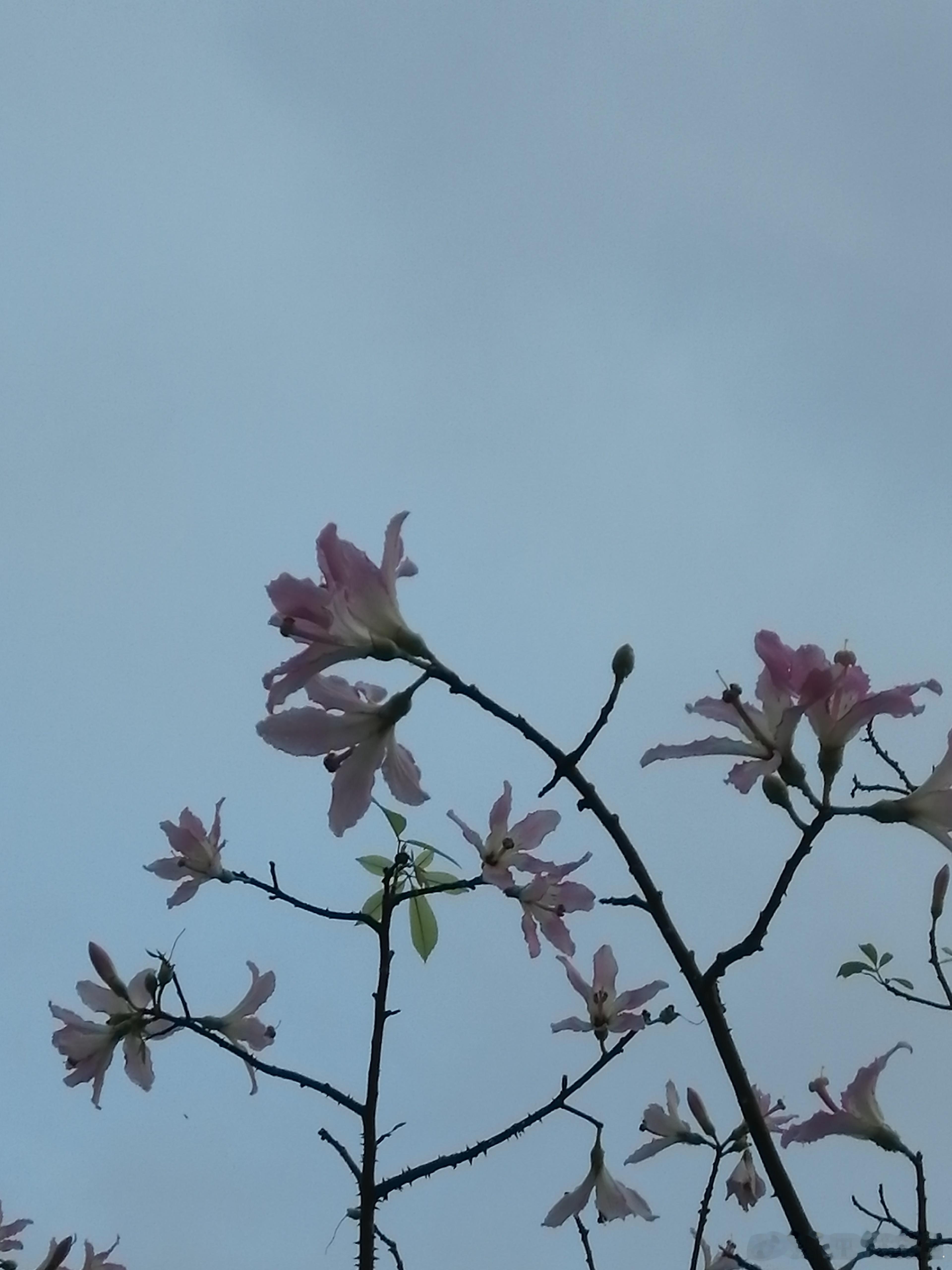 生活手记花开花落总有时，起起落落是人生，一切皆有意义，珍惜当下，过好每一天，不负