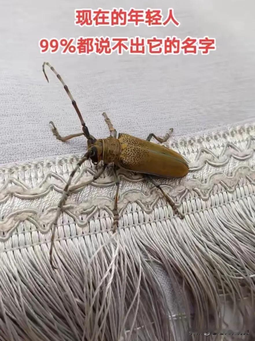我敢说，现在的年轻人，百分之99的人不认识这是啥了？

这是我们儿时的记忆，是我