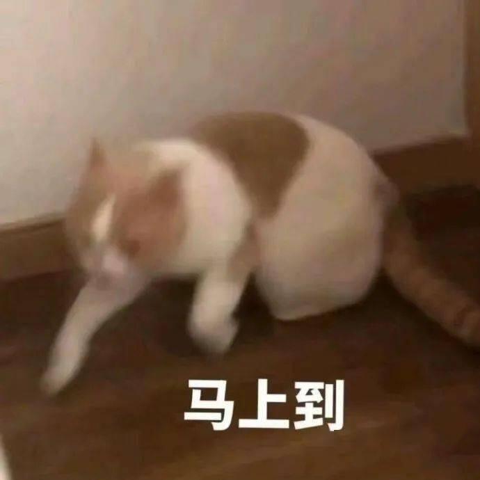发给对象的可爱猫猫表情包