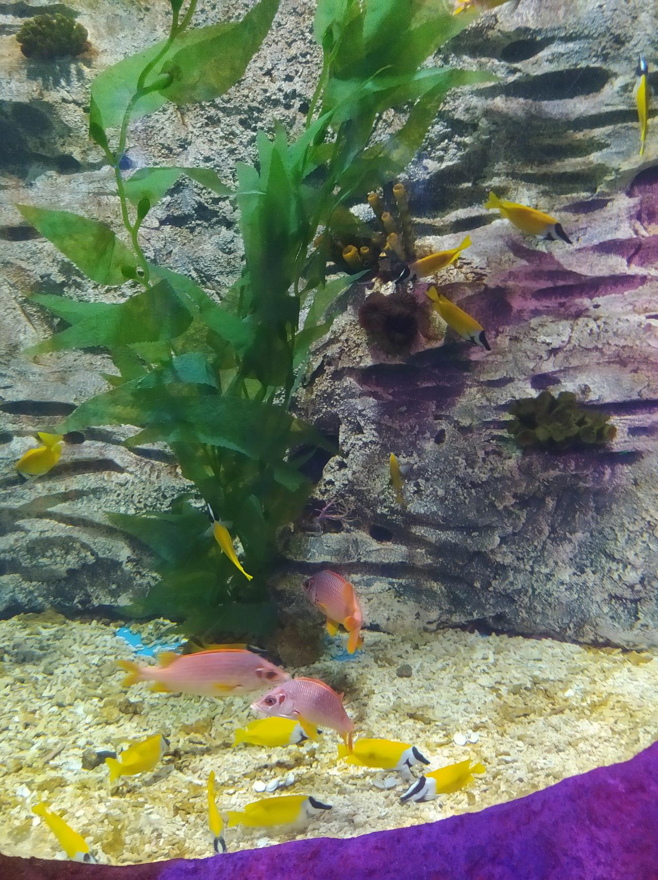 晒图笔记大赛看看海洋馆里的鱼多漂亮，这是什么鱼啊？