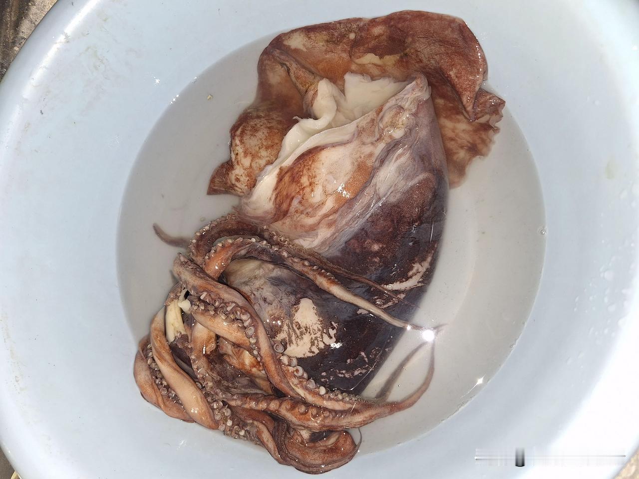 今天吃了一个肚子里很有墨水的家伙——乌贼。
​情况是这个样子的，发现前几天买的四