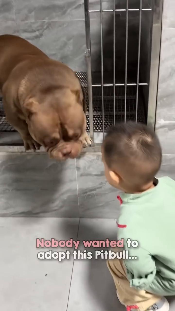 Pit Bull Captures。
Little Boy's Heart。
N