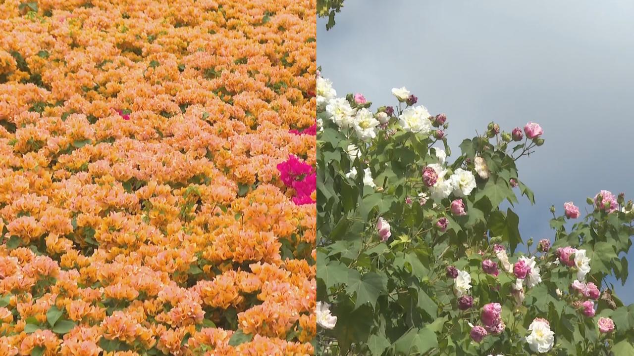 邂逅限定花景！福建多地迎来秋日赏花佳期，缤纷花海吸引游客打卡