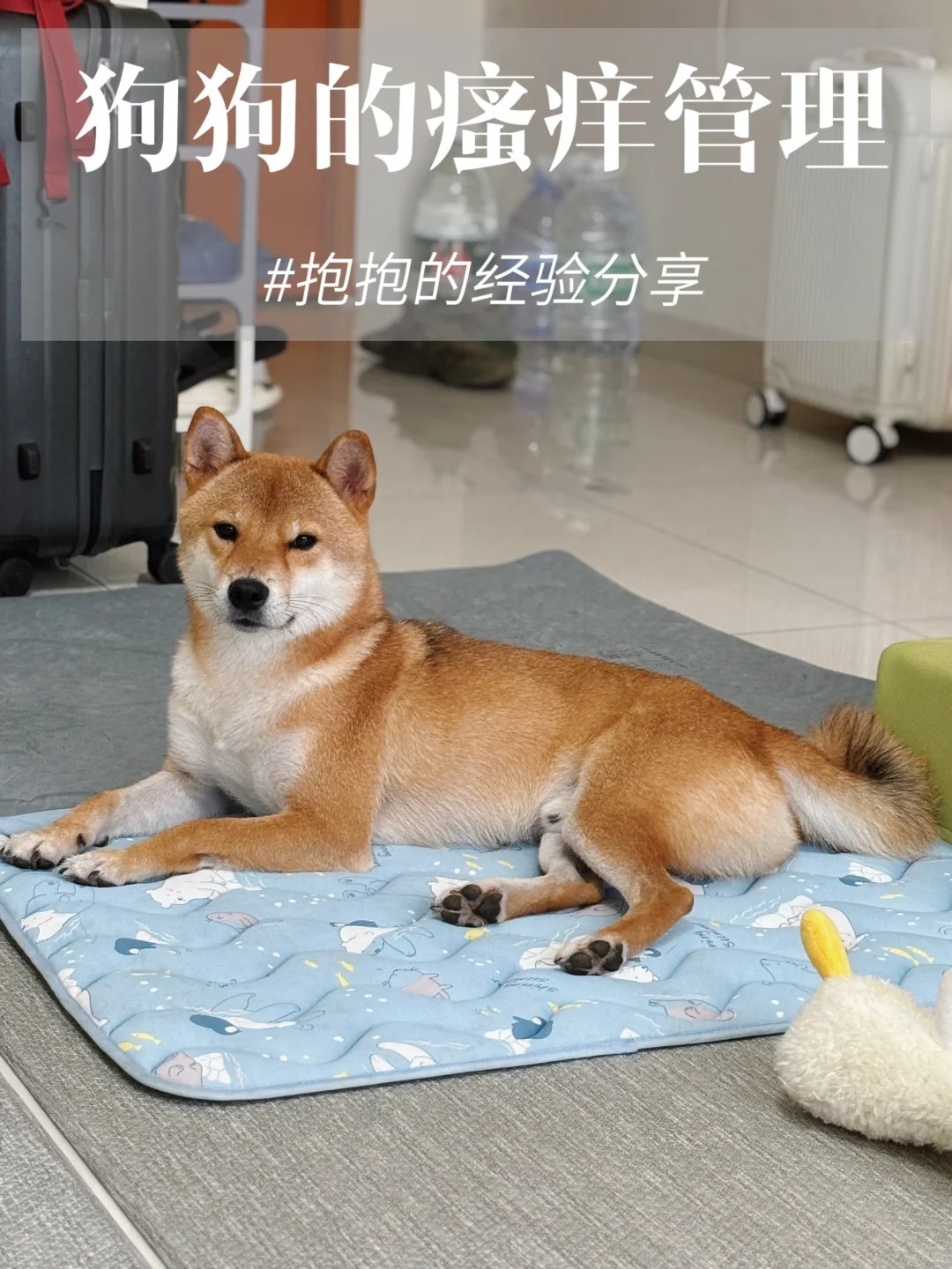 关于抱抱的皮肤病心路历程