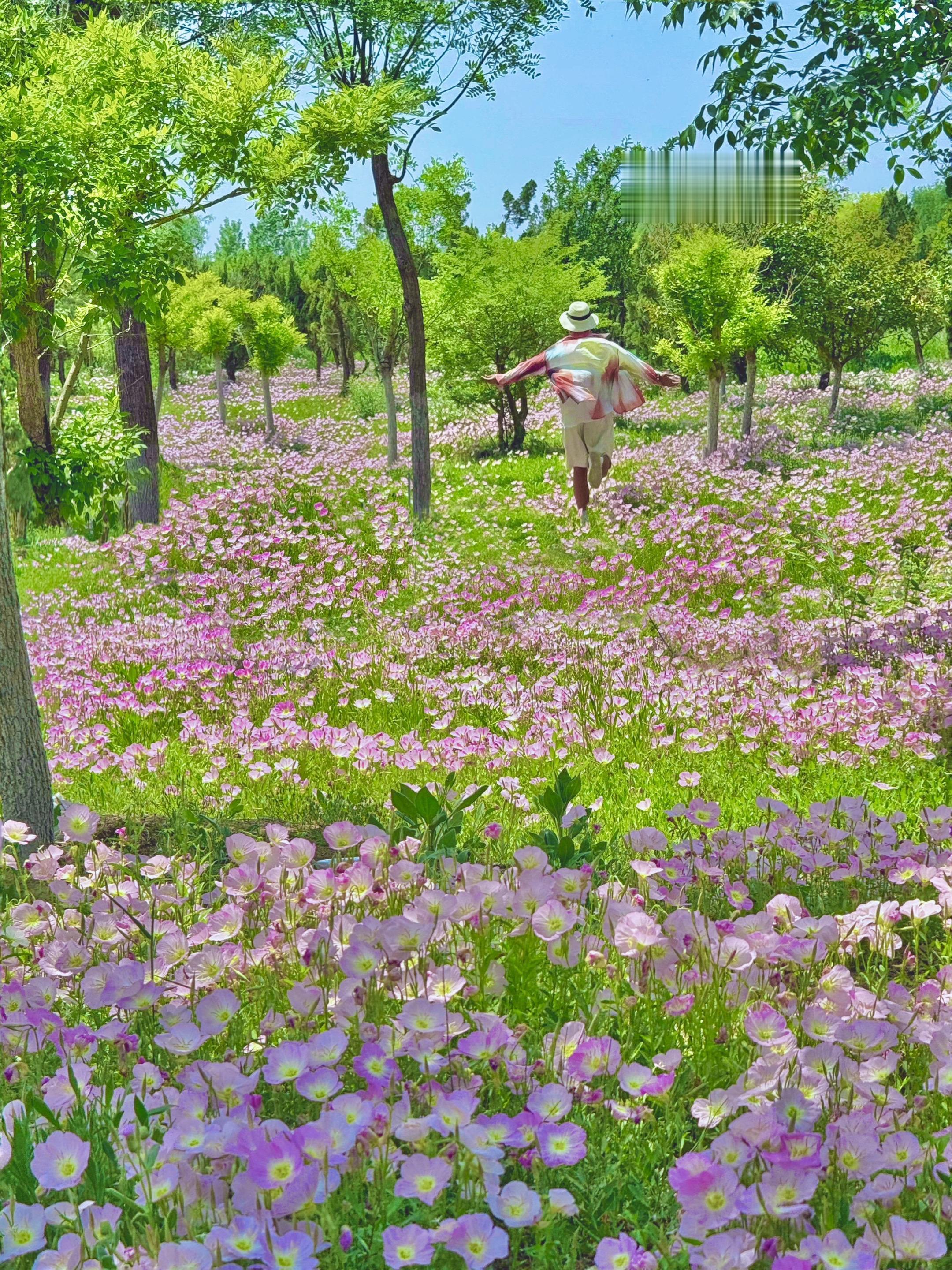 济南的美没有瓶颈‼️  月见草花海🌙 济南竟然藏着一片莫奈花园❗️ ...