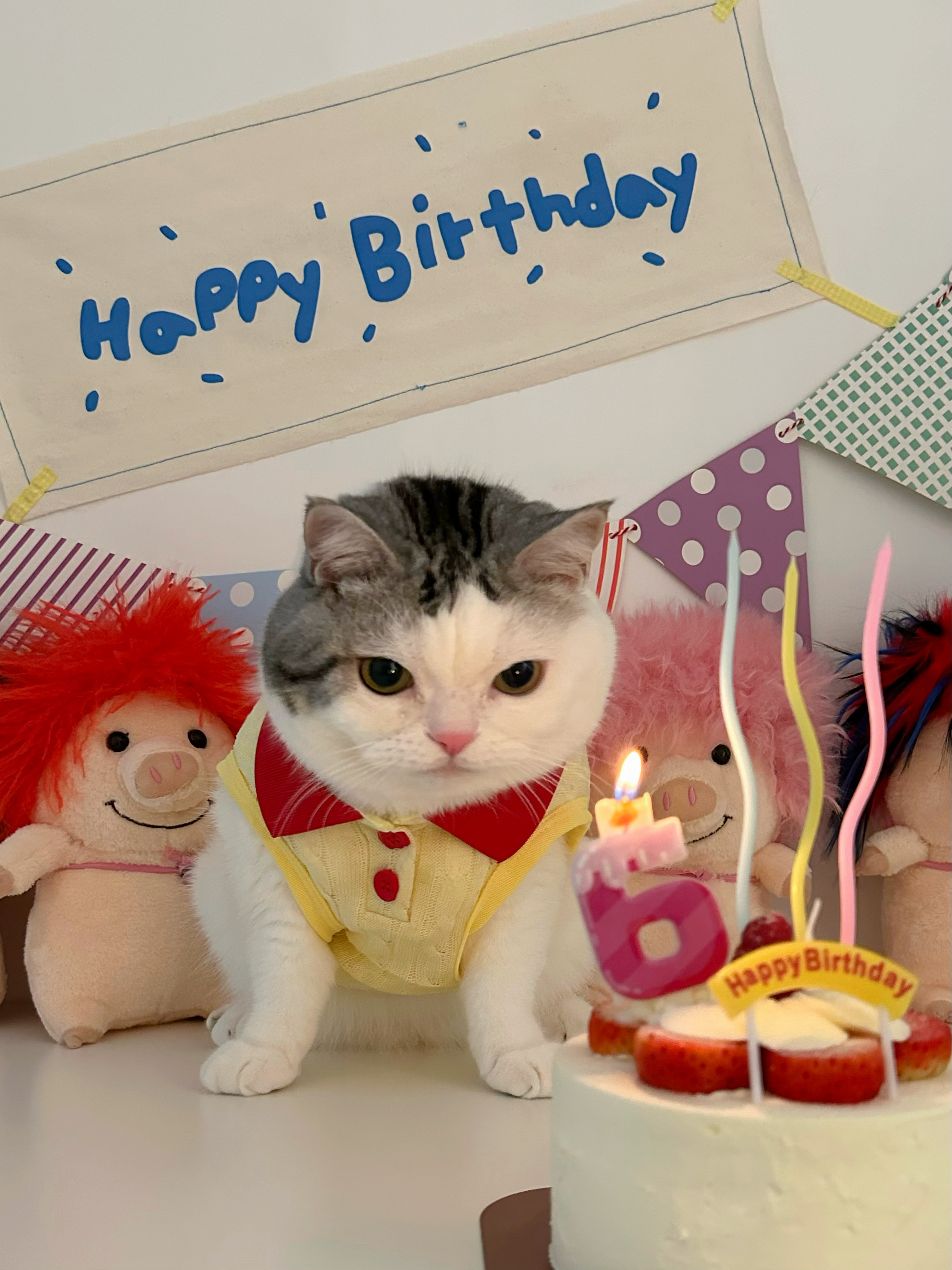 请大家暂停一下一起祝福这只小猫咪6岁生日啦大家都来祝它生日快乐˗ˋˏ🎂ˎˊ˗ 