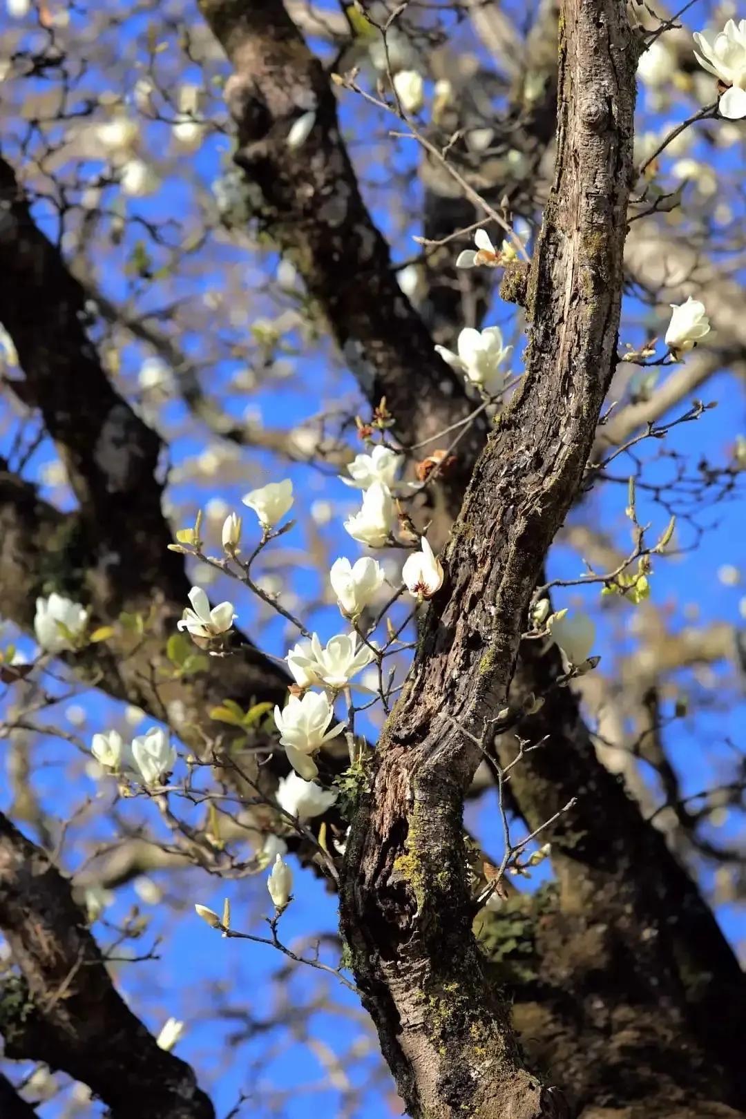 云南凤庆王家寨古玉兰
