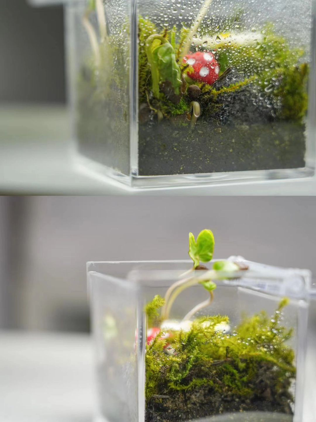 25💰get植物盲盒☘️植物杀手也能轻松养好‼️