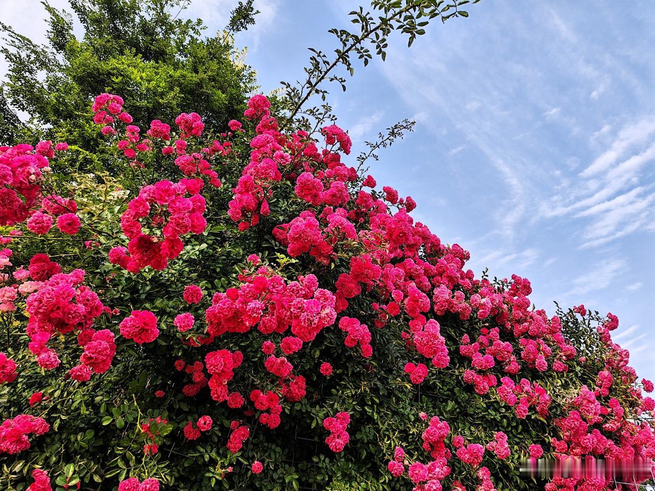 红艳映碧空，花海醉人魂。🌸🌞
