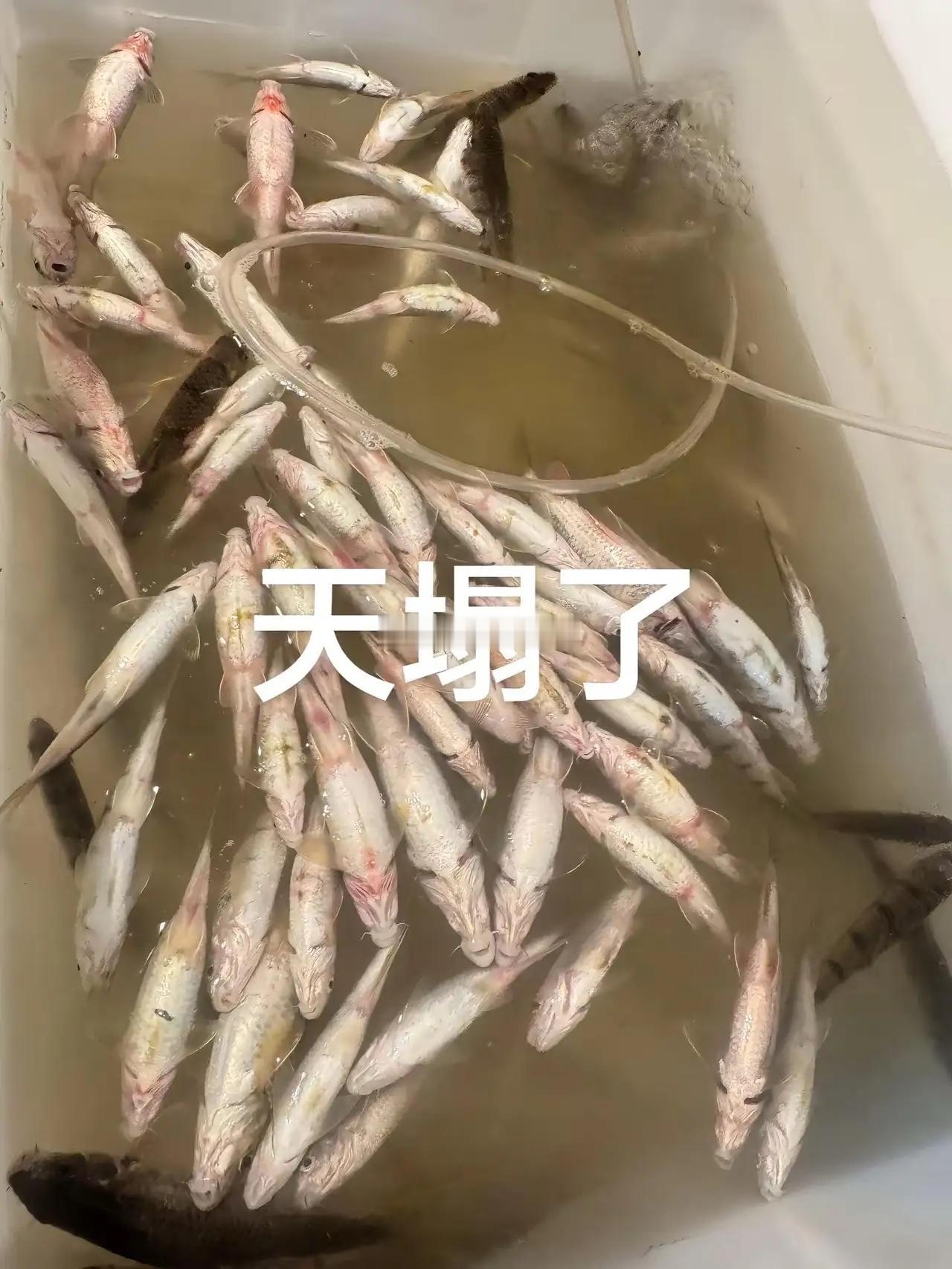 一觉睡醒天塌了。再也不养鱼了养鱼日志 