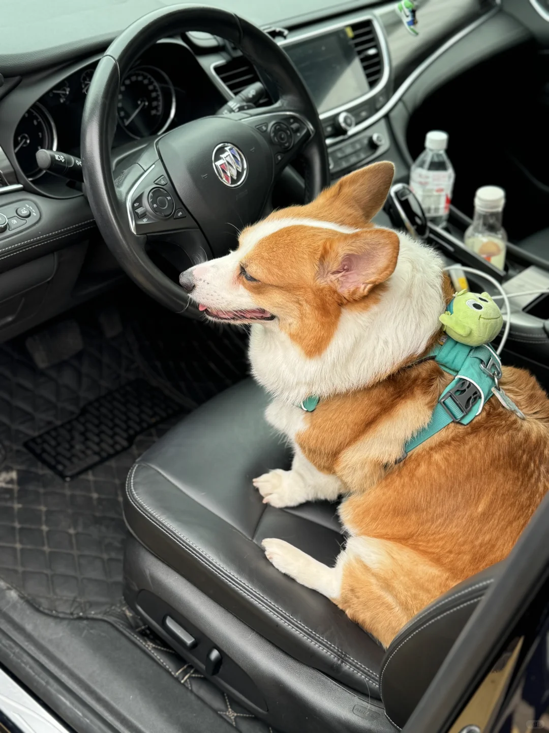 姨姨快上车！🚙小狗我带你出去玩儿啦～