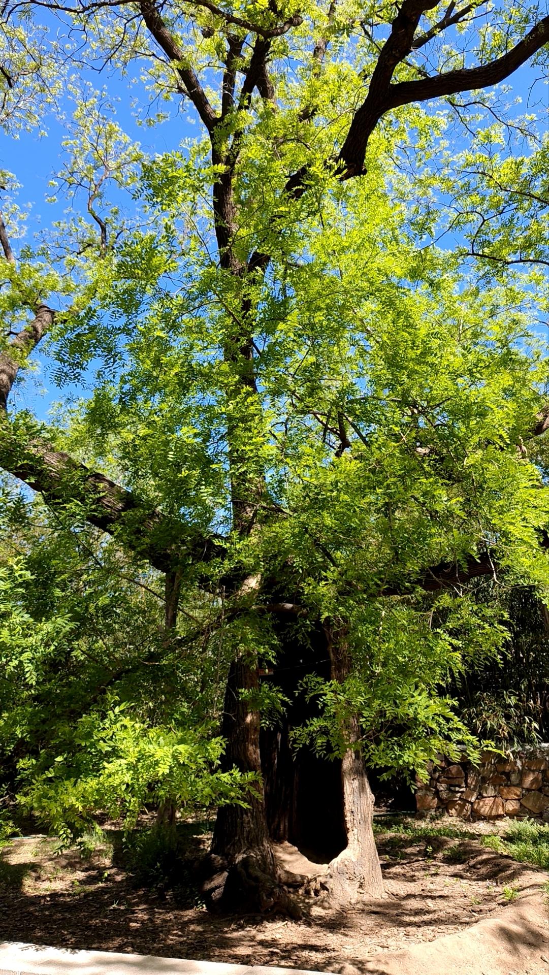 展示你拍的树木照片曹雪芹故居的这棵树或许也出现在大观园里。