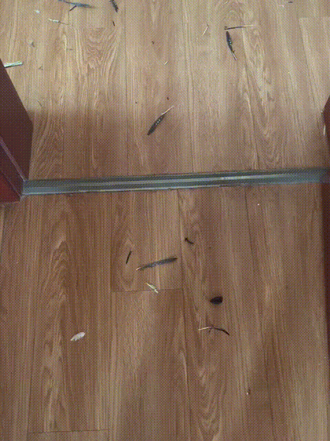 谁能想到啊！狗主人回家后发现了一地鸟毛，当下就崩溃了，他找了半天再也找不到他养了