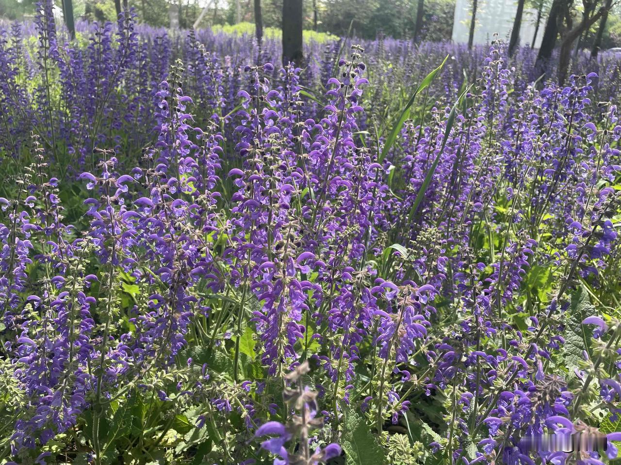 【江城子•又闻布谷叫云霄】
又闻布谷叫云霄，菜花妖，牡丹娇。
万紫千红，飞燕竟天