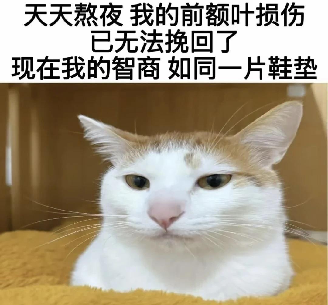 互联网巡回猎犬