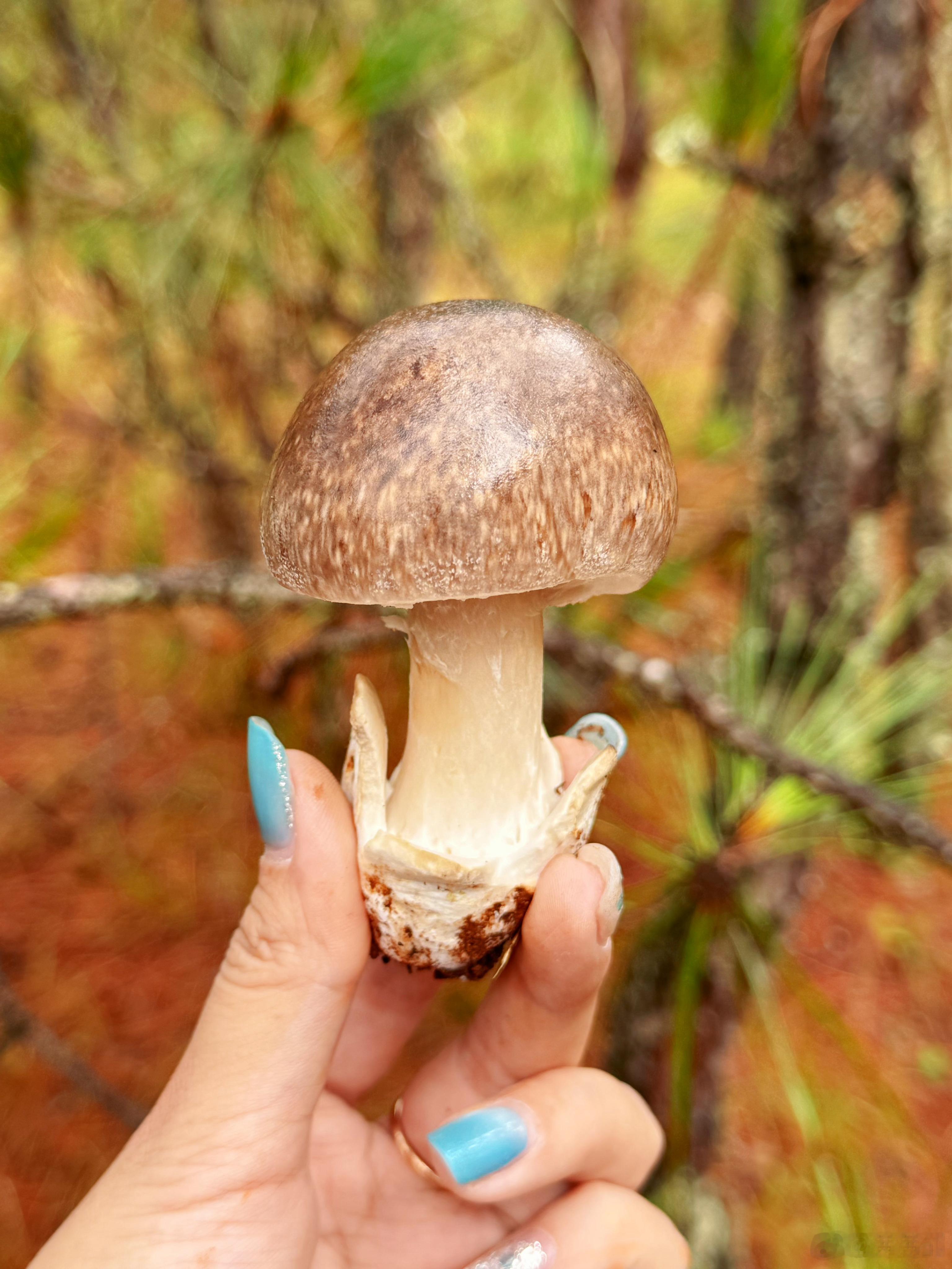 野外采摘大杂烩🍄🟫如果一锅炖了，就是见小人套餐