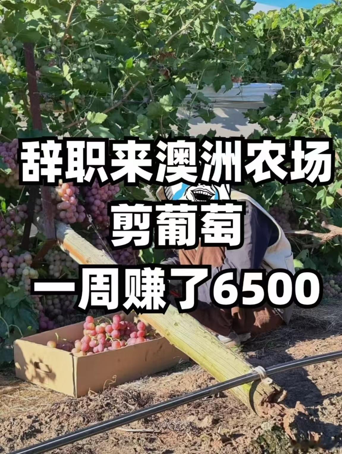澳大利亚华人网友发帖：辞职来澳洲农场剪葡萄，一周赚了6500 