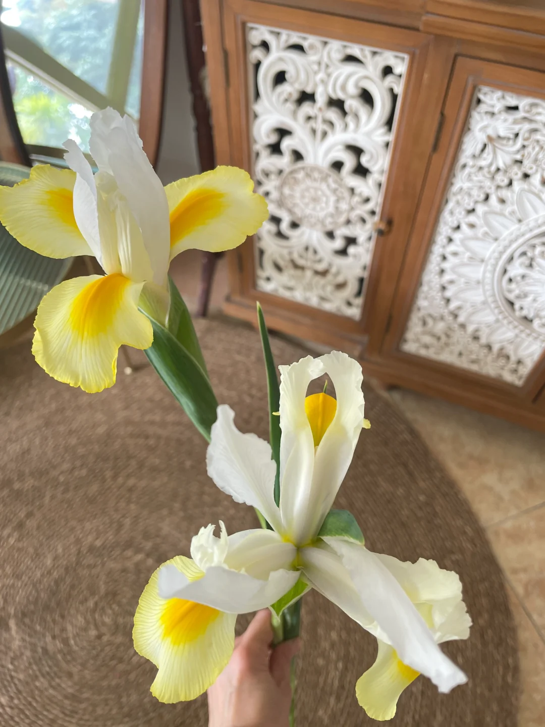 春日里的花🍃🍋✨