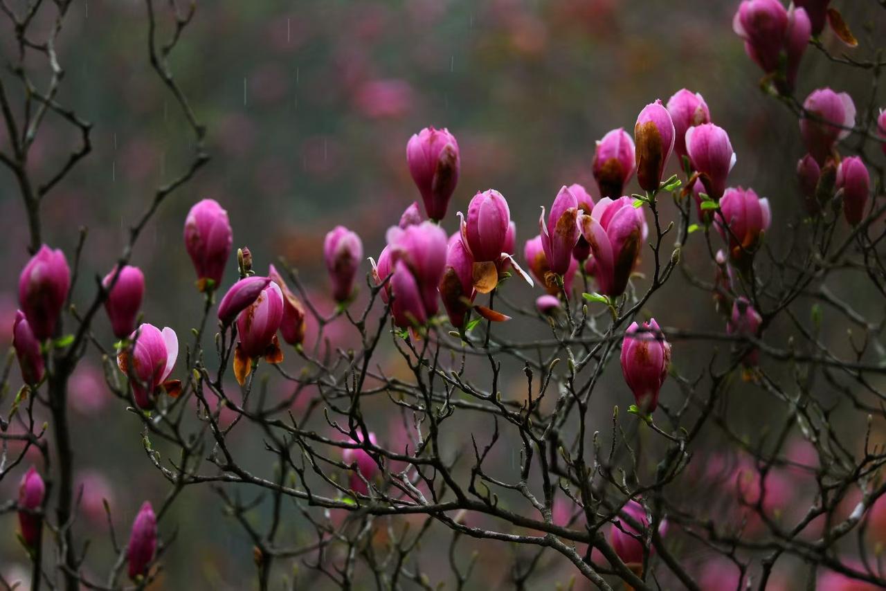 春雨润枝，紫玉兰含苞待放，每一朵都藏着春日的温柔与期待。