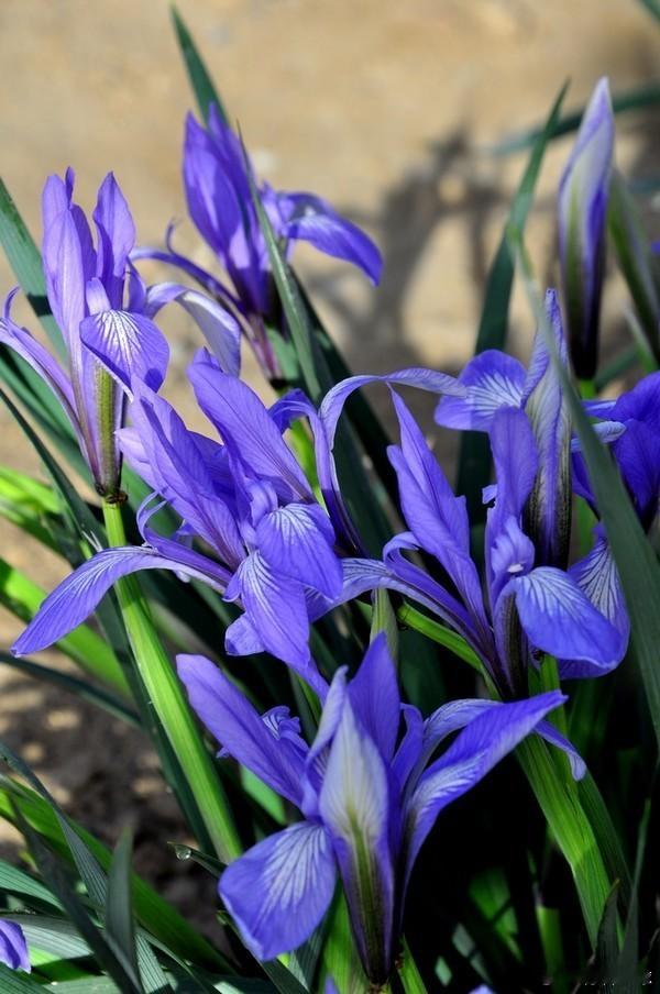 白银，马兰花开二十一，贵金属