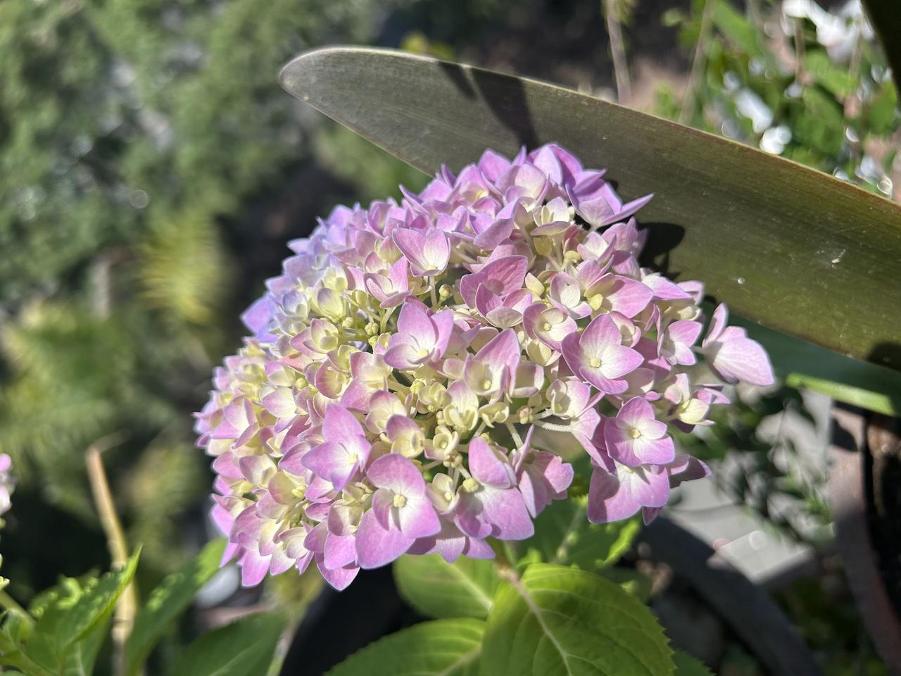 绣球粉中带蓝粉蝴蝶绣球 蓝线绣球