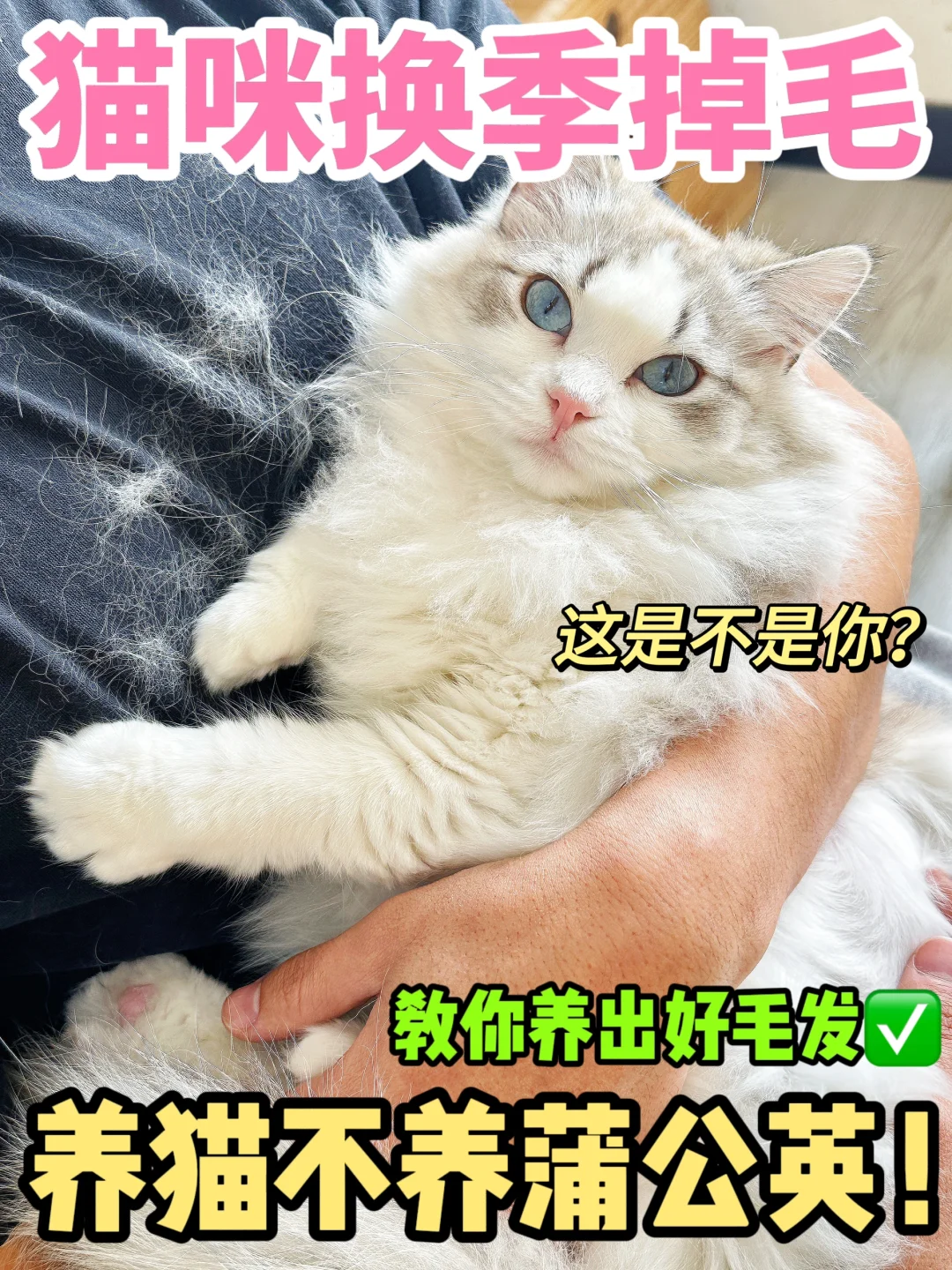 猫咪换季掉毛，是不是这几点没做到位‼️