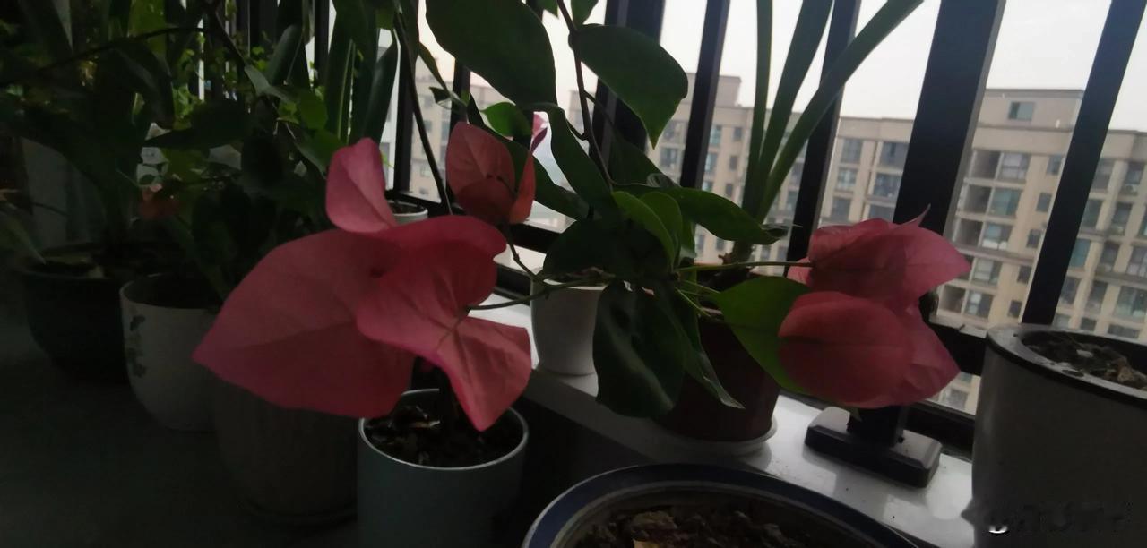 养花人的乐趣看着生命破土发芽，一点一点往上生长，开枝散叶，长出花骨朵，一朵朵绽放