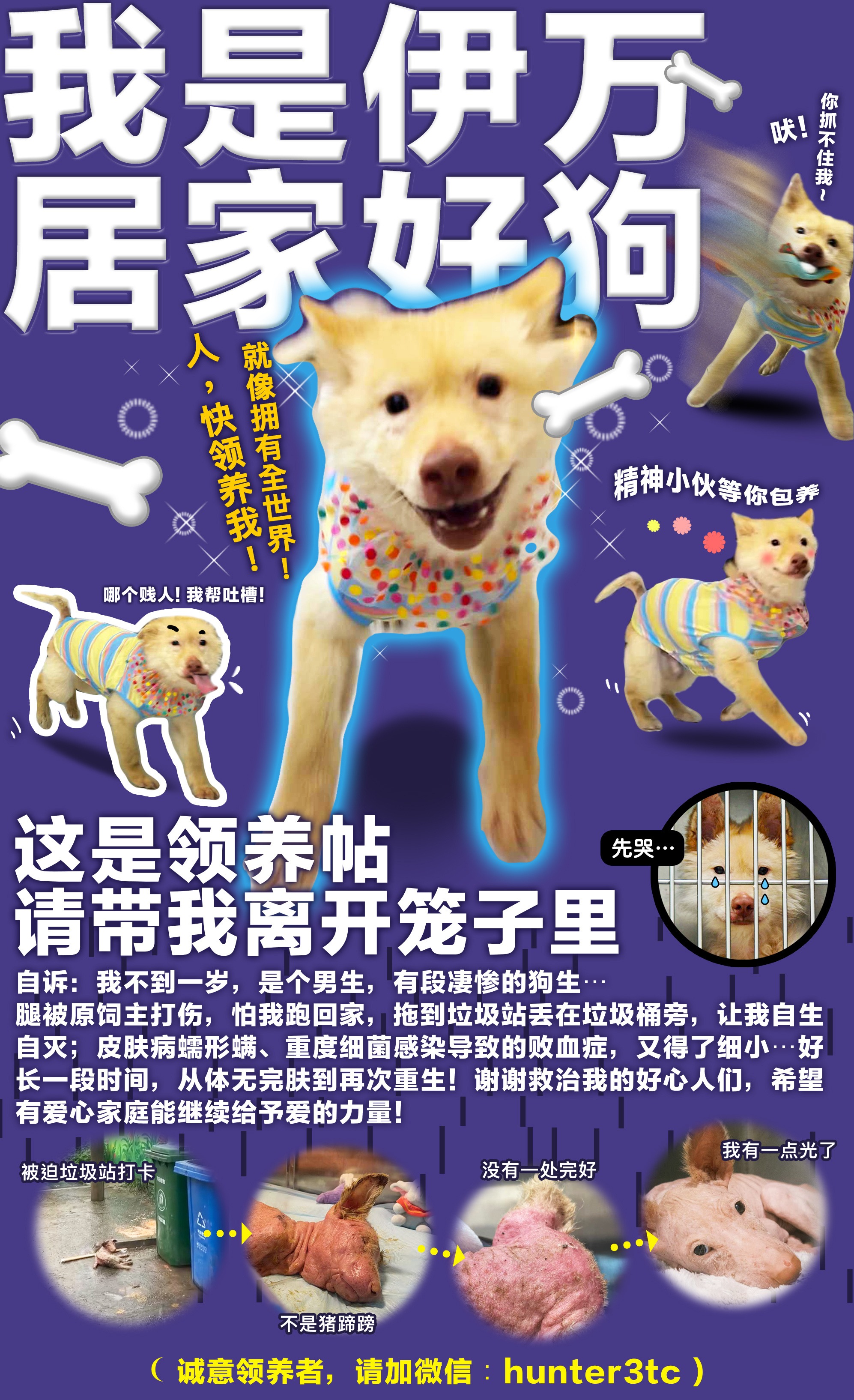 广州领养狗支持领养不弃养伊万自诉：我不到一岁，是个男生，有段凄惨的狗生⋯ 腿被原