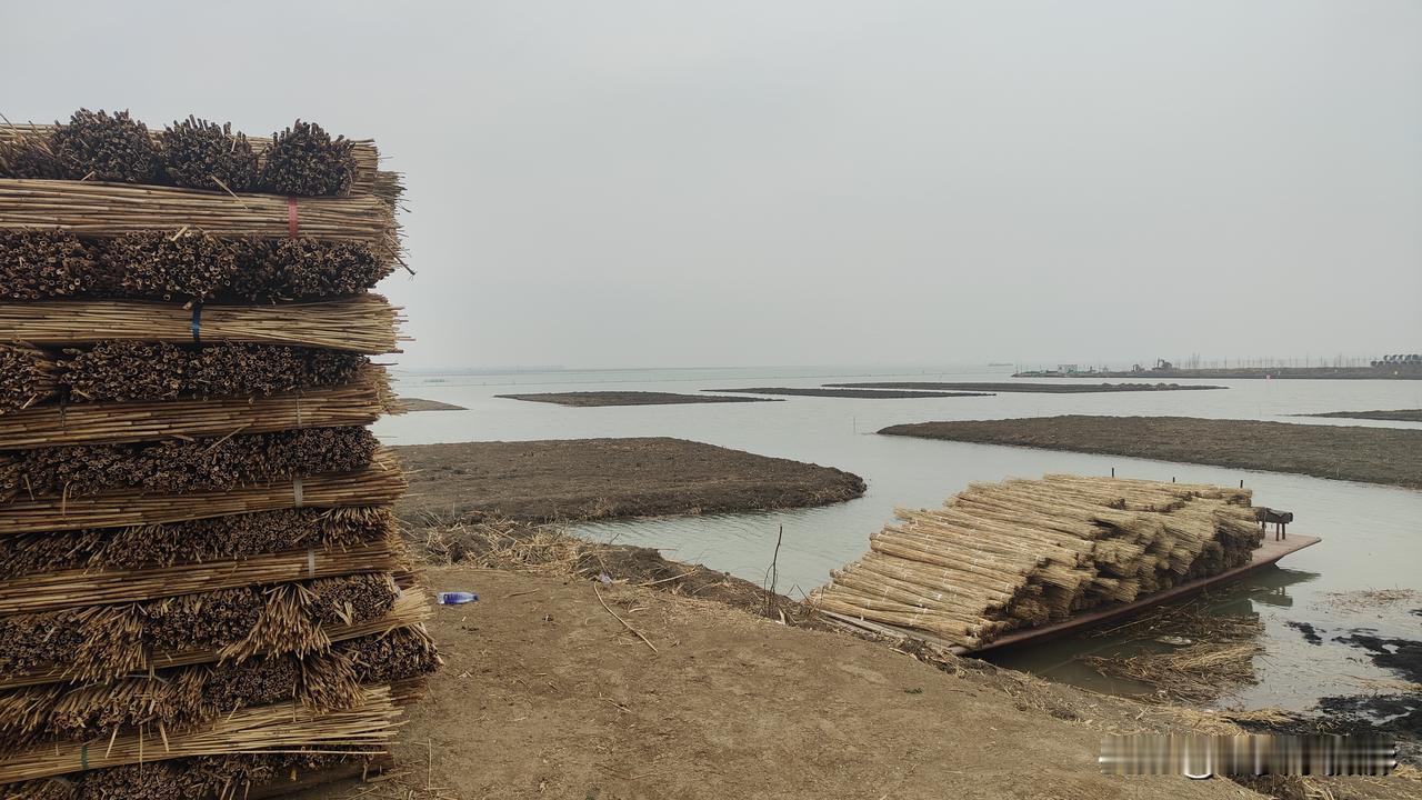 在雄安新区白洋淀边，码放整齐的芦苇格外引人注目。
过去，“一寸芦苇一寸金”，织席