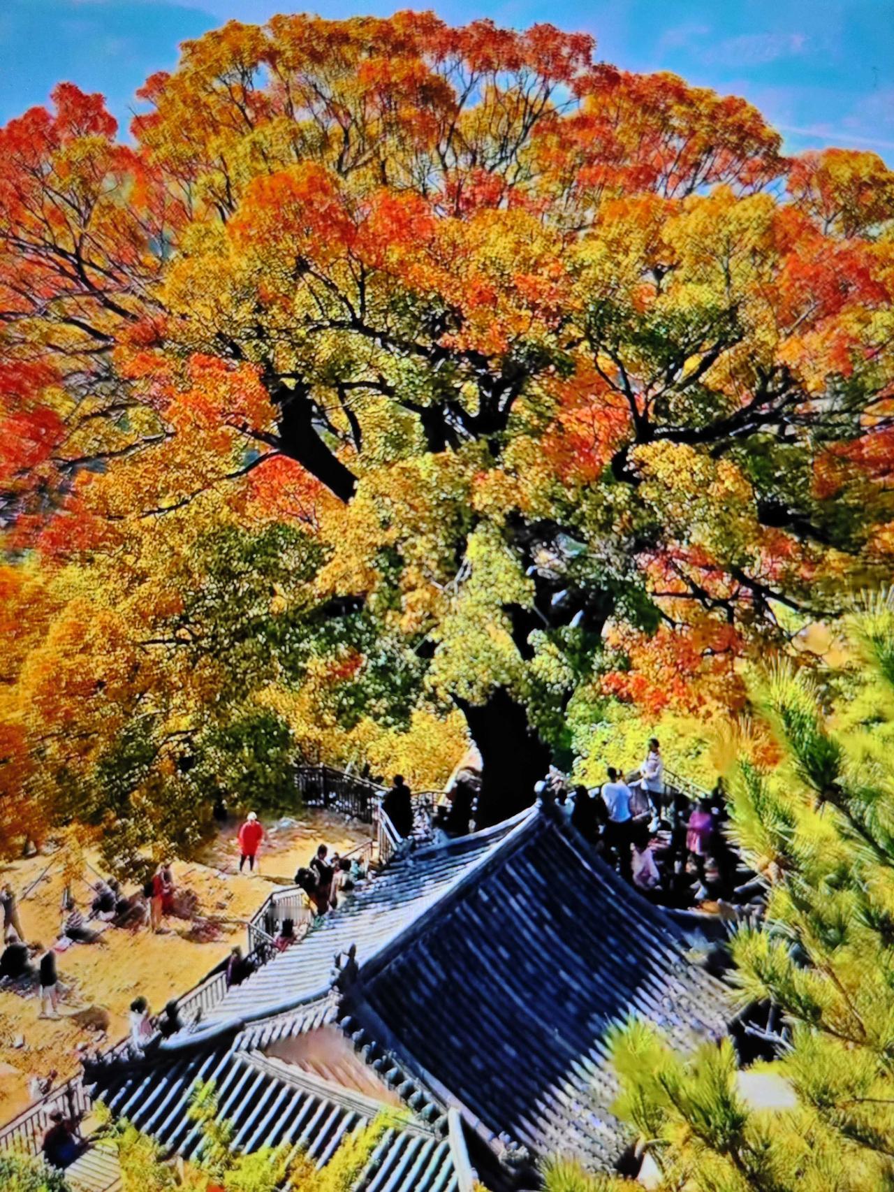 青岛市崂山区北宅街道晖流村东山上的神清宫古槭树又到了最佳观赏季！现在每天都有很多